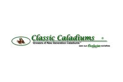 Classic Caladiums