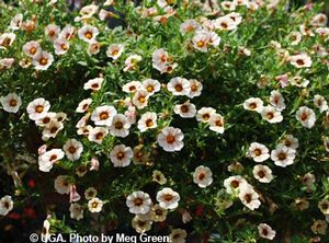 Calibrachoa  ()