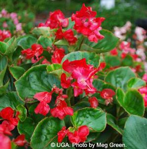 Begonia   ()