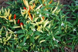 Capsicum annuum (Ornamental pepper)