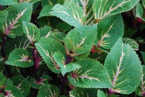 Coleus  ()