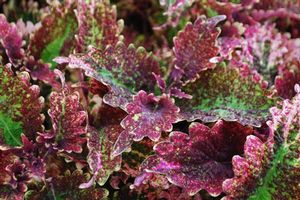 Coleus  'Two Egg'