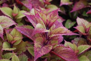 Coleus  ()
