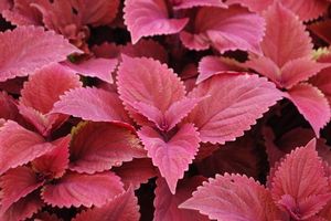 Coleus blumei (Coleus)
