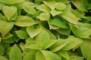 coleus colorblaze lifelime 08 09 coleus colorblaze lifelime 08 09
