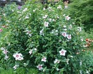 Hibiscus Syriacus 'lil Kim' Rose Of Sharon