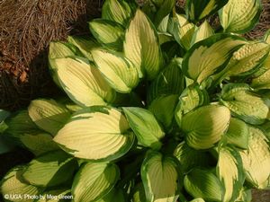 Hosta hybrid (Plantain Lily)