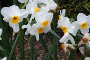 Narcissus tazetta (Paperwhite)