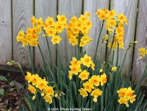 Narcissus tazetta (Paperwhite)