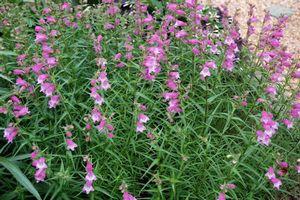 Penstemon x mexicali (Mexicali Bearded-Tongue)