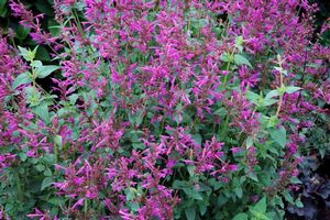 Agastache aurantiaca (Hummingbird Mint)