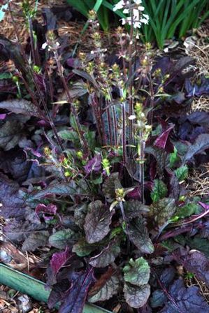 Salvia Lyrata