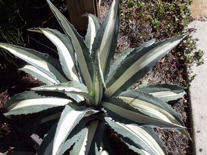 Agave medio variegata ()