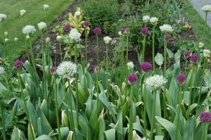 Allium Aflatunense Lucy Ball Persian Onion Allium Aflatunense Lucy Ball