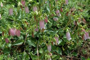 Campanula punctata (Spotted Bellflower)