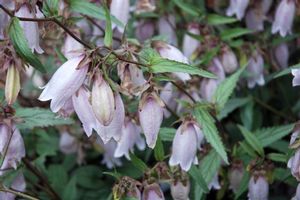 Campanula punctata (Hybrid Bellflower)