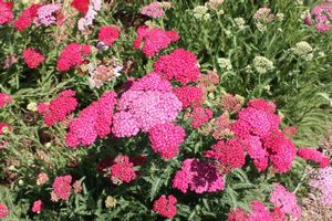 Achillea Sunny Seduction