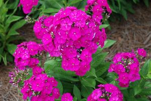Phlox paniculata (Garden Phlox)