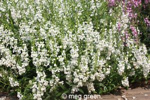 Angelonia angustifolia ()