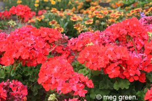 Pelargonium x hortorum ()