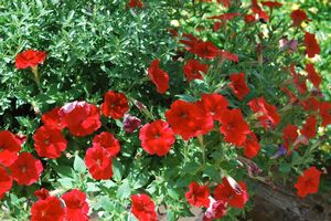 Petunia hybrida ()