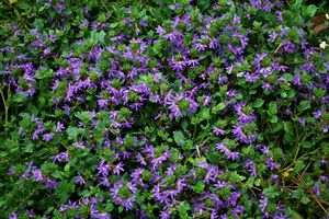 Scaevola ()
