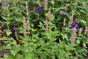 Agastache ()