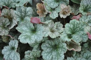 Heuchera Coral Forest