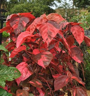 Acalypha ()