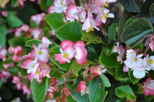 Begonia semperflorens ()
