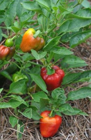 Capsicum annuum (Bell pepper)