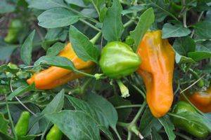 Capsicum annuum (Bell pepper)