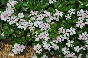 Catharanthus roseus (Vinca)