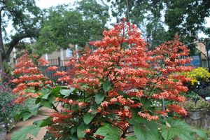 Clerodendrum ()