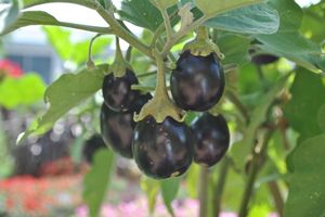 Solanum melongena (Eggplant)