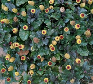 Spilanthes (Eyeball plant)
