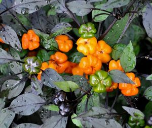 Capsicum annuum (Ornamental Pepper)
