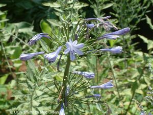 Agapanthus africanus (Lily-of-the-Nile)