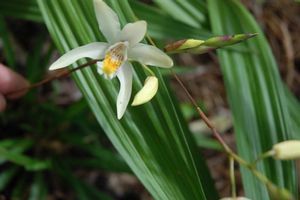 Bletilla ocharacea (Hardy Orchid)