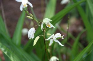 Bletilla ochracea (Hardy Ground Orchid)