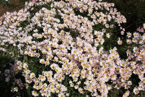 Chrysanthemum x koreanum (Korean Chrysanthemum)