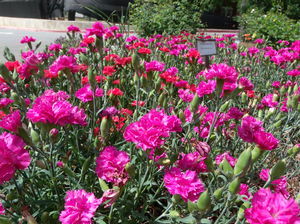 Dianthus caryophyllus hybrid (Hybrid Carnation)