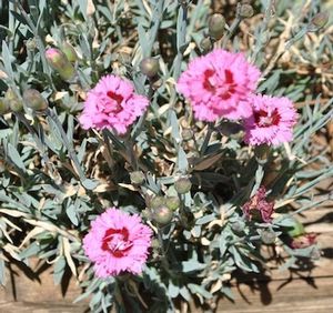 Dianthus hybrid (Hybrid Pinks)