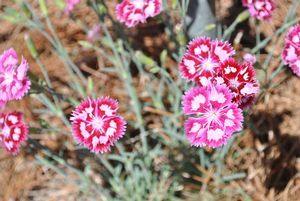 Dianthus hybrid (Hybrid Pinks)