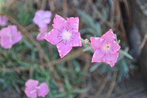 Dianthus subacaulis (Hybrid Pinks)
