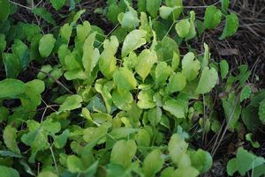 Epimedium hybrid (Barrenwort/Fairywings)