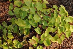 Epimedium pinnatum ssp. colchicum (Barrenwort/Fairywings)