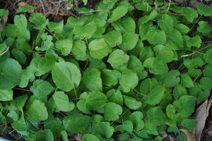 Epimedium pubigerum (Barrenwort/Fairywings)