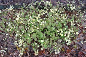 Epimedium x versicolor (Yellow Barrenwort)