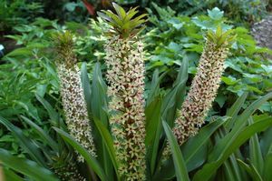 Eucomis comosa (Common Pineapple Lily)